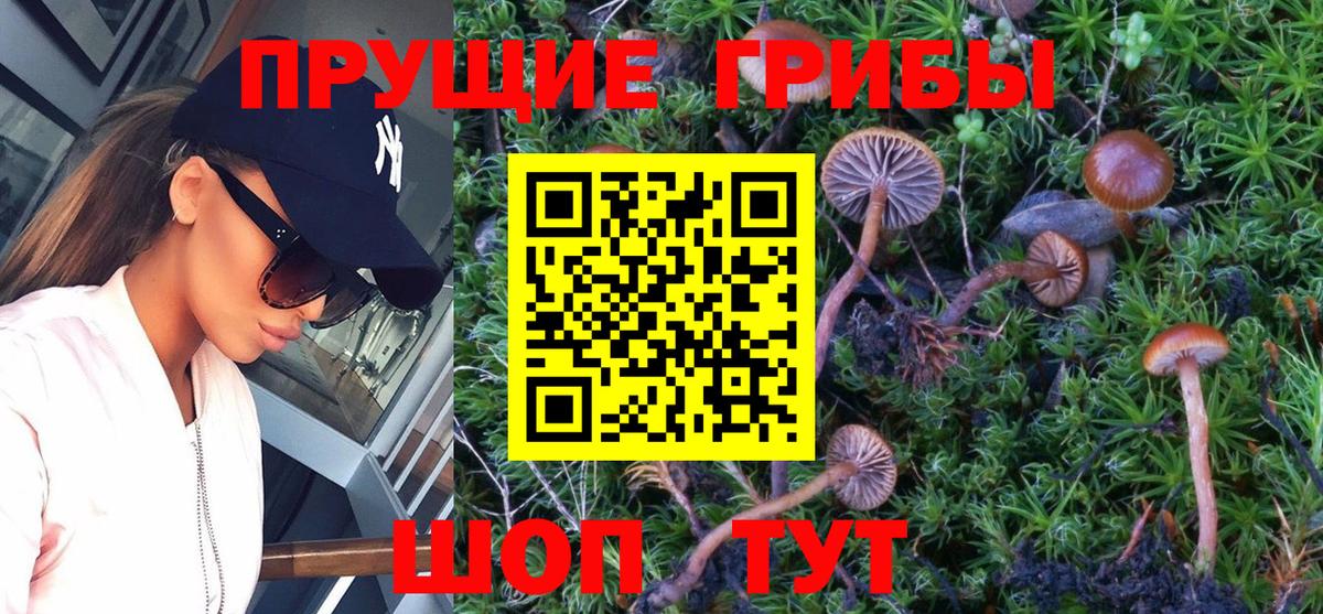 Псилоцибиновые грибы GOLDEN TEACHER  Вход с VPN  Псилоцибиновые грибы MAGIC MUSHROOMS  Прокопьевск 